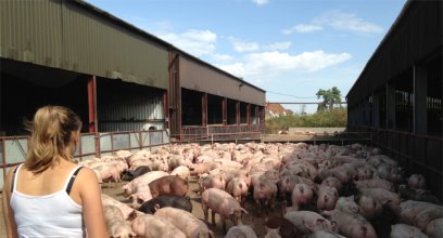 夏季猪场热应激常见因素及主要表现