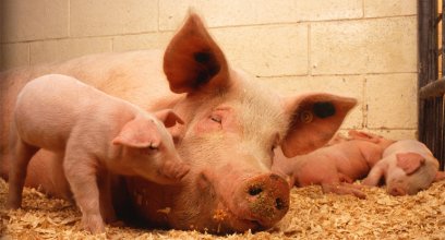 动物福利对养猪生产的影响